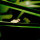 Bermuda Tree Frog
