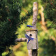 Bermuda Blue Bird