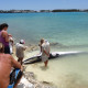 Beached Whale Bermuda