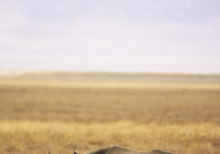 Rhinos on Safari