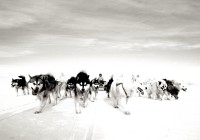 ARCTIC SLED DOGS BW6