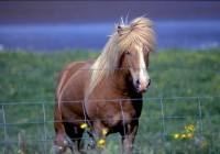 icelandic pony
