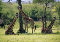 Giraffes in Colour
